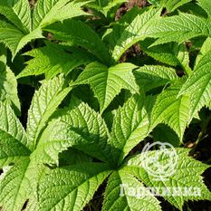 Роджерсия стополистная, или подофилловая-3