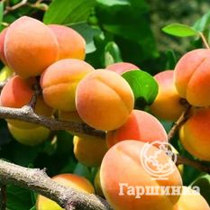 Снежинский-2