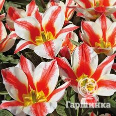 Тюльпан Грэйгс Хэппи-2