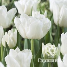 Тюльпан Мондиаль-3