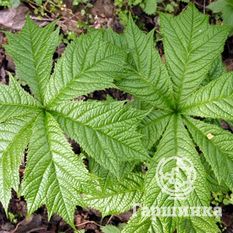 Роджерсия стополистная, или подофилловая-4