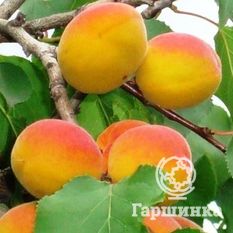 Снежинский-3