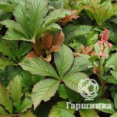 Роджерсия конскокаштанолистная-1