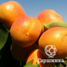 Полесский крупноплодный-1