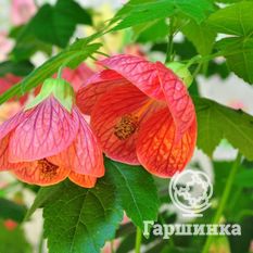 Комнатный клён-1