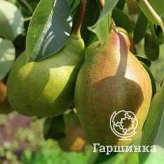 Груша Чудесница-3