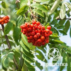 Маравская-1