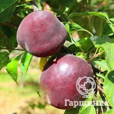 Черный бархат-2