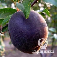 Черный принц-1