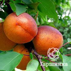 Колхозный-2