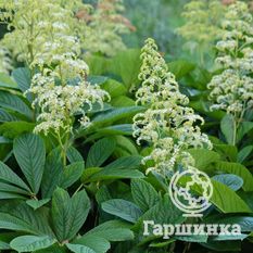 Роджерсия конскокаштанолистная-2