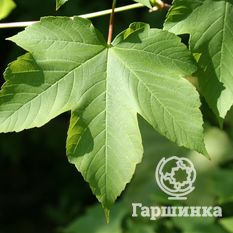 Ложноплатановый, или белый клён-1