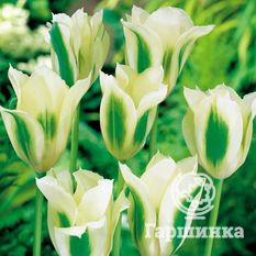 Тюльпан зеленоцветный Сприн Грин-1