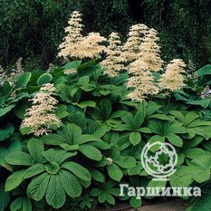 Роджерсия конскокаштанолистная-3