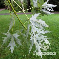 Серебристый клён-2