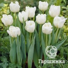 Тюльпан Мондиаль-4