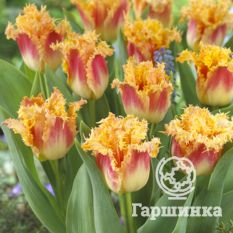 Джойнт Дивижн-1