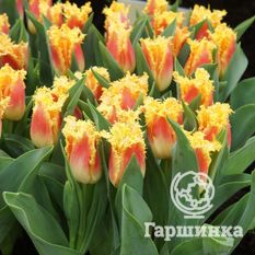 Джойнт Дивижн-2