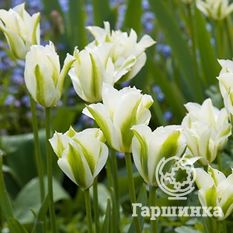 Тюльпан зеленоцветный Сприн Грин-2
