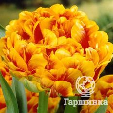 Тюльпан Санловер-1