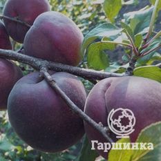 Черный бархат-1