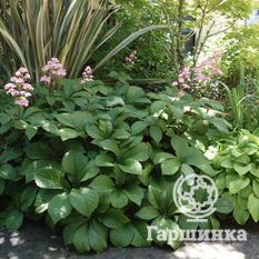 Роджерсия конскокаштанолистная-4