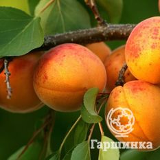 Колхозный-1