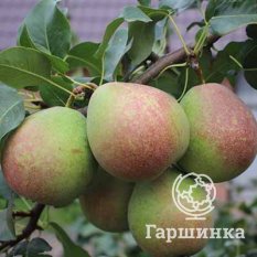 Груша Мраморная-3