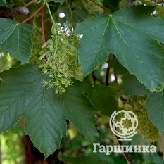 Ложноплатановый, или белый клён-2