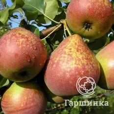 Груша Мраморная-2