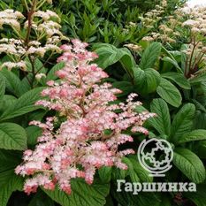 Роджерсия перистая-1