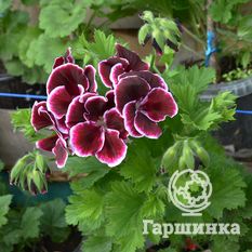 Пеларгония королевская Блек Бьюти-1