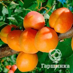 Выносливый-1