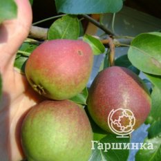 Груша Отраденская-2