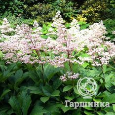 Роджерсия перистая-2