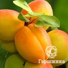 Мичуринец-1