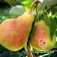 Груша Московская ранняя-3