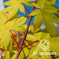 Саммер Голд-1