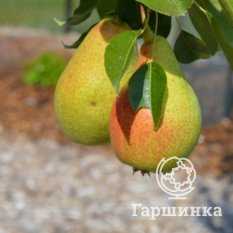 Груша Московская ранняя-2