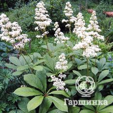 Роджерсия перистая-3