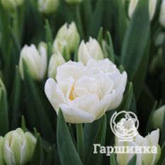 Тюльпан Мондиаль-2