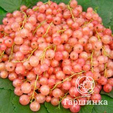 Голландская розовая-1