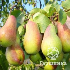 Груша Тонковетка Уральская-3