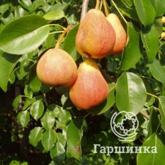 Груша Тонковетка Уральская-2