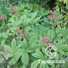 Роджерсия перистая-4