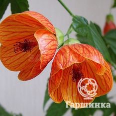 Комнатный клён-2