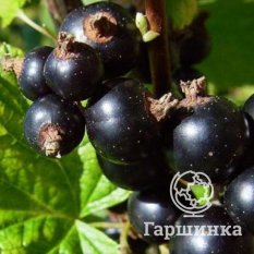 Бессемянная-2