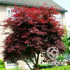 Атропурпуреум-4