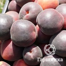 Черный принц-2