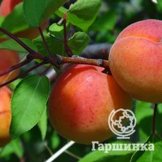 Выносливый-3